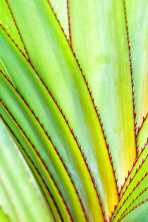 Aloe purpurea by Dirk Rüter