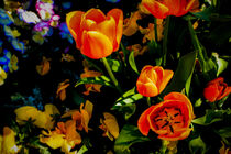 Tulpenensemble im Licht von Hartmut Binder