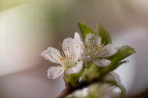 Kirschblüte by Uwe Hennig