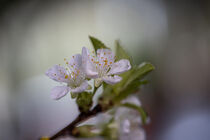 Kirschblüte von Uwe Hennig
