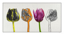 Tulpen Blüten 4 Stück abstrakt bunt und schwarz-weiß in einer Reihe, großes Bild im Querformat by Thomas Richter