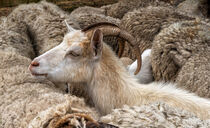 Eine Ziege unter Schafen, Porträt Ziege von Thomas Richter