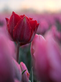 Rote Tulpe - Red Tulip by Markus Hartung