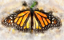 Monarchfalter aus Nordamerika by havelmomente