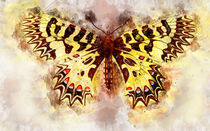 Osterluzei Schmetterling aus Osteuropa by havelmomente