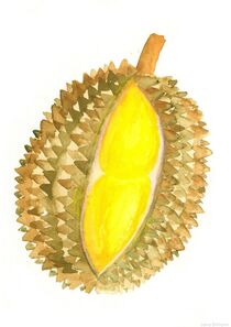 Durian von Lena Erlmann