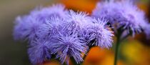 Poster# Leipzig, Sommer, Ageratum Blume by aaristoteles