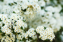 close-up of white spirea flowers by susanna mattioda
