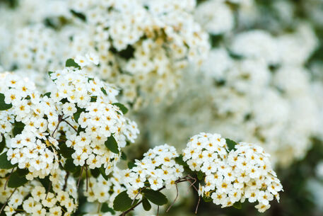 Close-up-of-white-spirea-flowersimg-7891