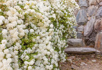 a bush of white spirea flowers by susanna mattioda