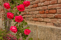 a roses climb on a brick wall by susanna mattioda