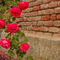 A-roses-climb-on-a-brick-wall-3-img-8186