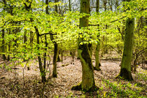 Wald im Frühling 18 von Erhard Hess