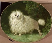Portrait of a Poodle  by Jean Jacques Bachelier