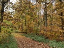 Herbst im Wald  von Katharina  Schuster