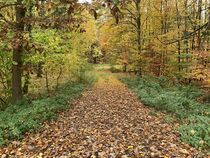 Herbst im Laubwald von Katharina  Schuster