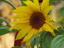 Sonnenblume von Katharina  Schuster