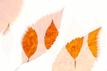 Herbstblätter abstrakt von Anneliese Grünwald-Märkl