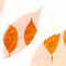 A-row-of-autumn-leaves