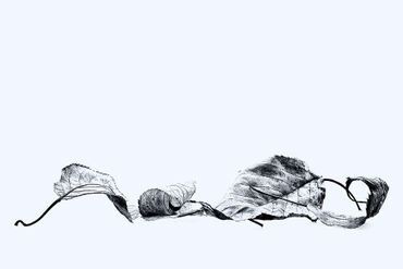 Black-and-white-dry-autumn-leaves