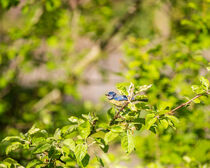 Eine Blaumeise steht auf einem Ast in einem Apfelbaum by Jesus Fernandez