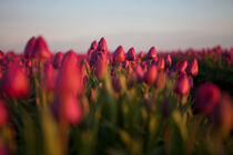 Im Tulpenmeer by tart