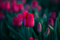 Rote Tulpen  von tart