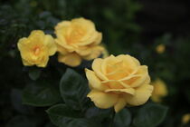 Gelbe Rosen von Petra Dreiling-Schewe