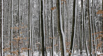 Winterlicher Wald von ysanne