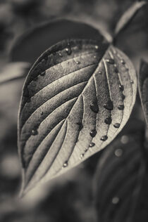 Drops on Leaves by Tanya Kurushova