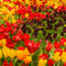 1-the-blossoming-of-tulips-in-a-parkimg-7740
