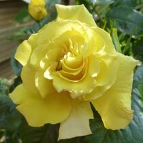 Gelbe Rose by elkesl