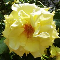 Gelbe Rose  by elkesl