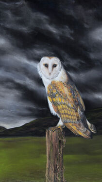 Midnight Owl by Alexandra Lavizzari