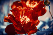 Red Peony Flowers by cinema4design