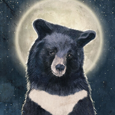 Moon-bear-portrait-s