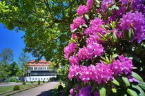 Rhododendronstillleben by Edgar Schermaul