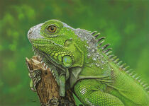 Iguana by Isabel Conradi