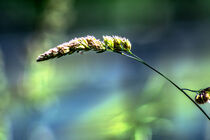 Enjoy nature : Growth by Michael Naegele
