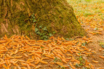 pine cones fallen from a tree in autumn von susanna mattioda