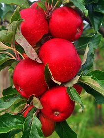 rote Äpfel by Edgar Schermaul