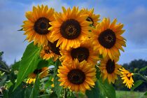 Sonnenblumen by Edgar Schermaul