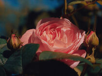 Season of roses by Andrei Grigorev