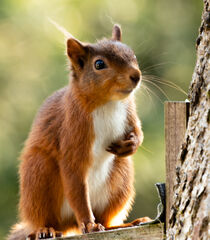 Red Squirrel von Margaret Ryan