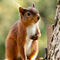 Red-squirrel-0146