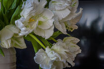 White Tulips von David Halperin
