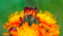 Leuchtende Blüten von Eric Fischer