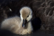 Black Swan Cygnet von td-photography