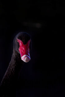 You talkin' to me? by td-photography