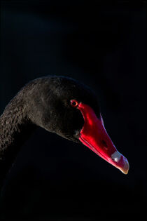 Portrait of the Black Swan von td-photography